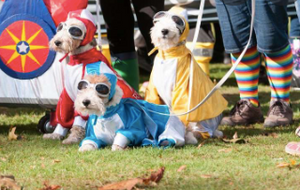 Doggy Festival Season!